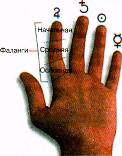 Пальцы и фаланги. Определение фалангов